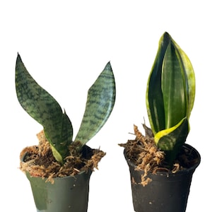 2 Piece Sansevieria Plant Set