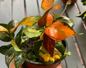 Summer Sunset Asiatic Jasmine Plants (Ships Potted)