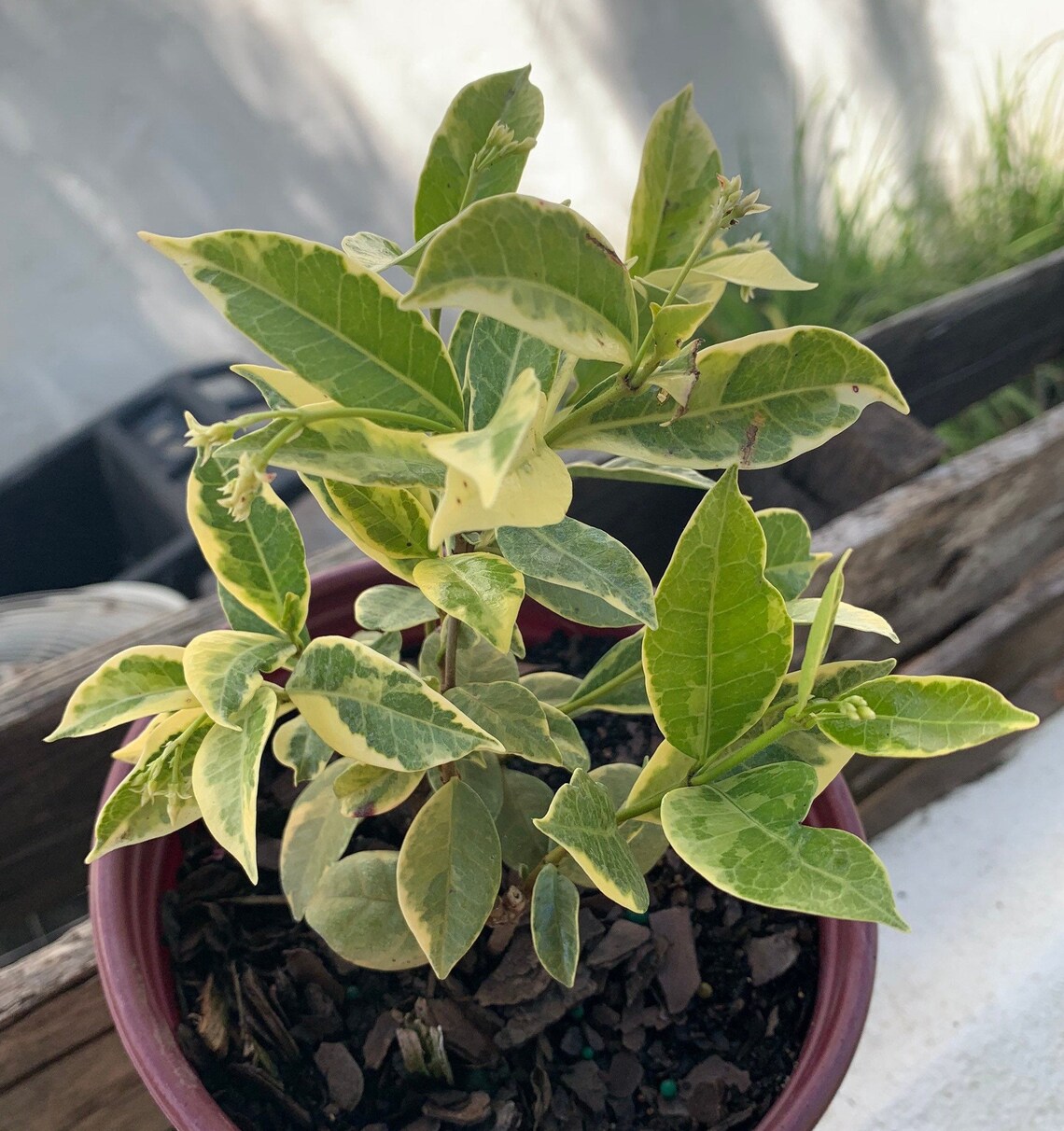 Variegated Confederate Blooming Jasmine Plant Etsy