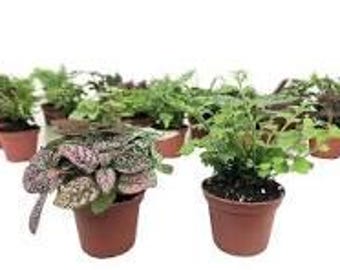 12 Piece 2" Terrarium Plant Assortment