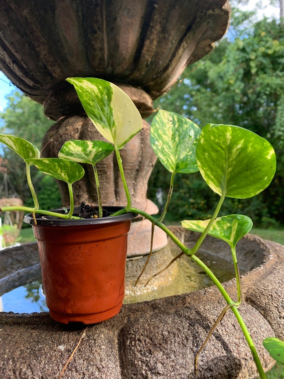 Aquatic Pothos Plant - Etsy