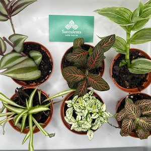 6 Piece Tropical 3&quot; Potted Collection