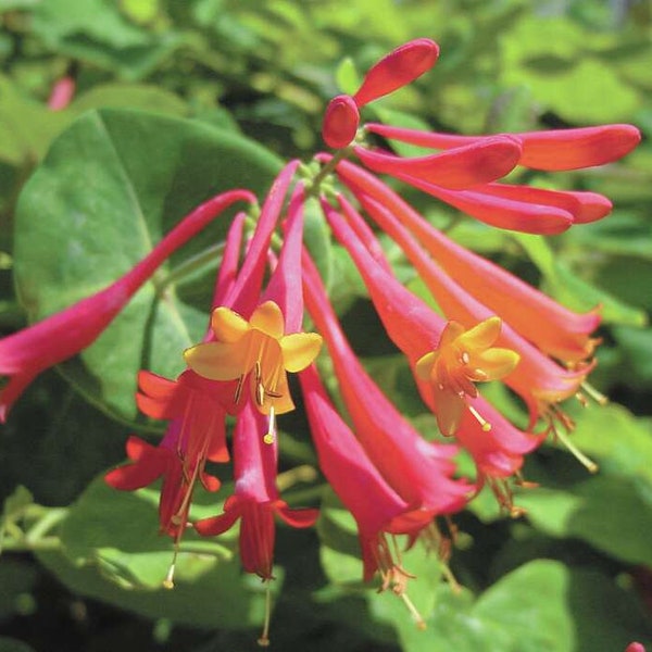 Coral Vine Plant Etsy