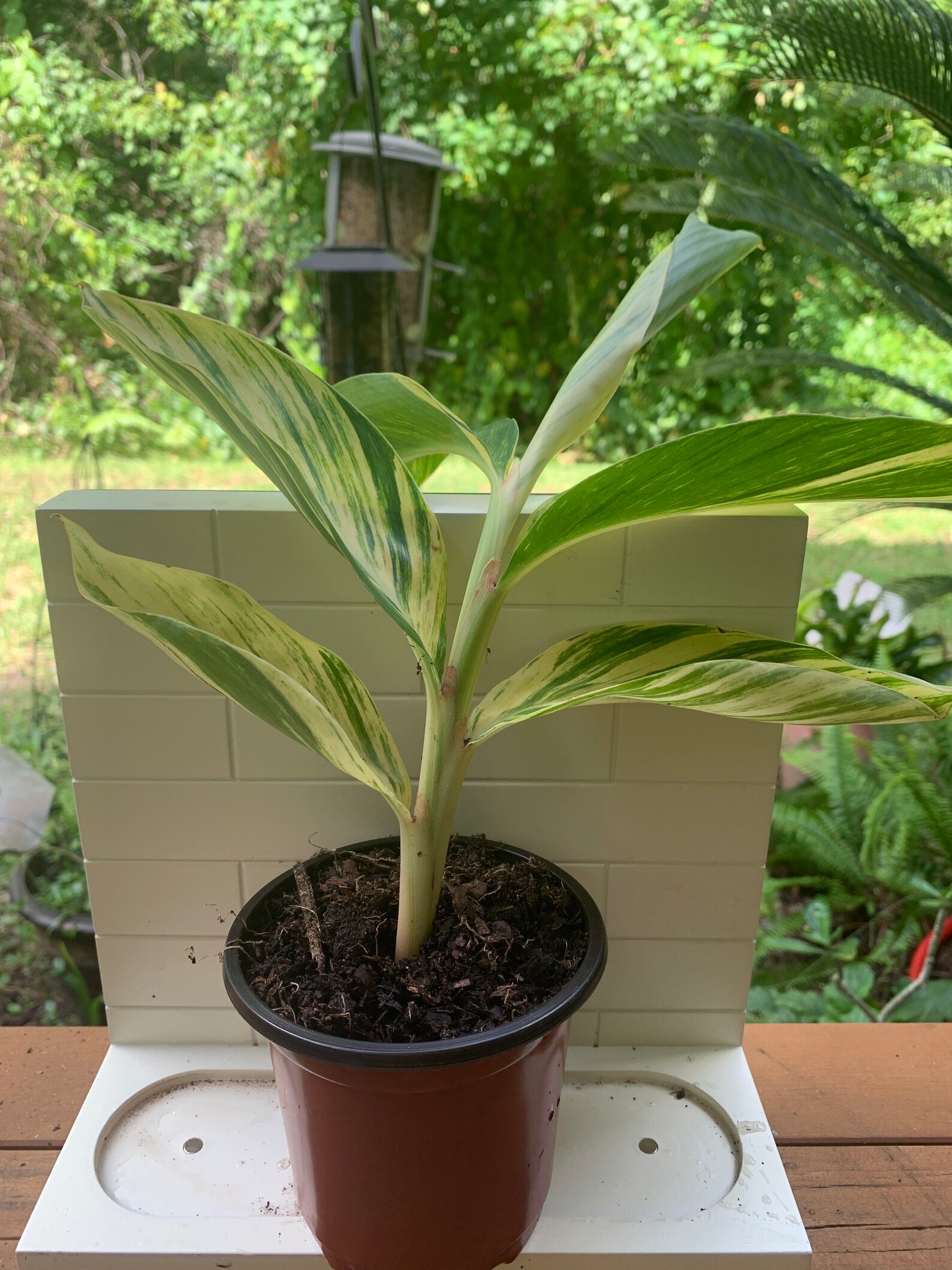 Variegated Shell Ginger Plants Etsy