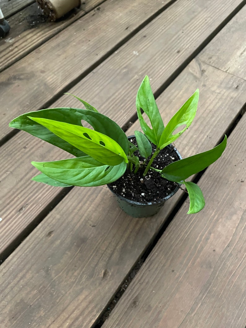 Succulentscactus1 Monstera Adansonii - Thumbnail 2