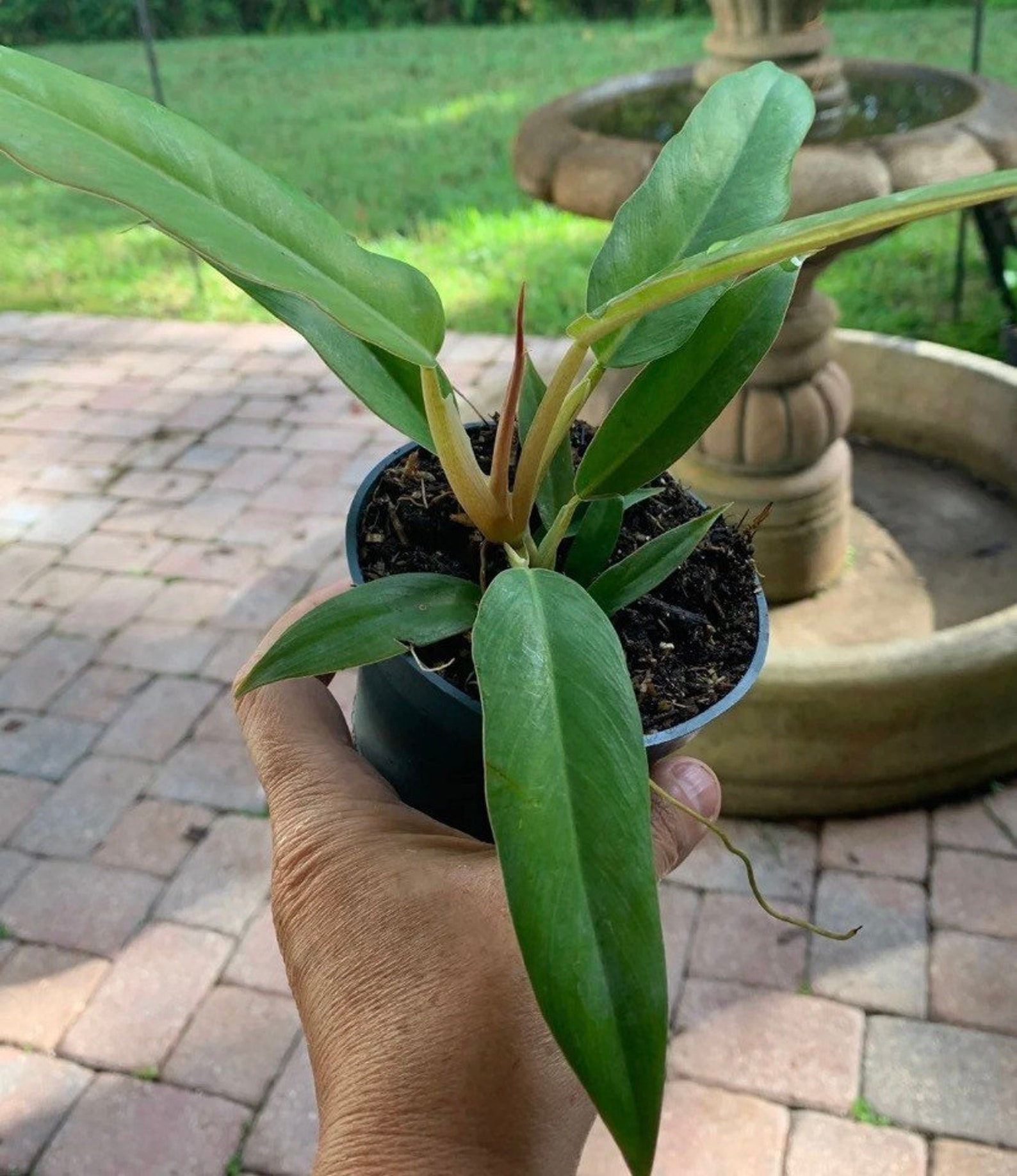 Philodendron jungle Boogie Plant Etsy