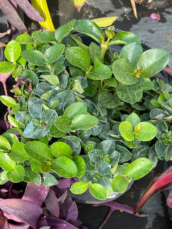 Carissa Macrocarpa emerald Blanket 10 Inch Pot | Etsy