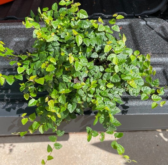 8 Potted Creeping Fig Plant Etsy