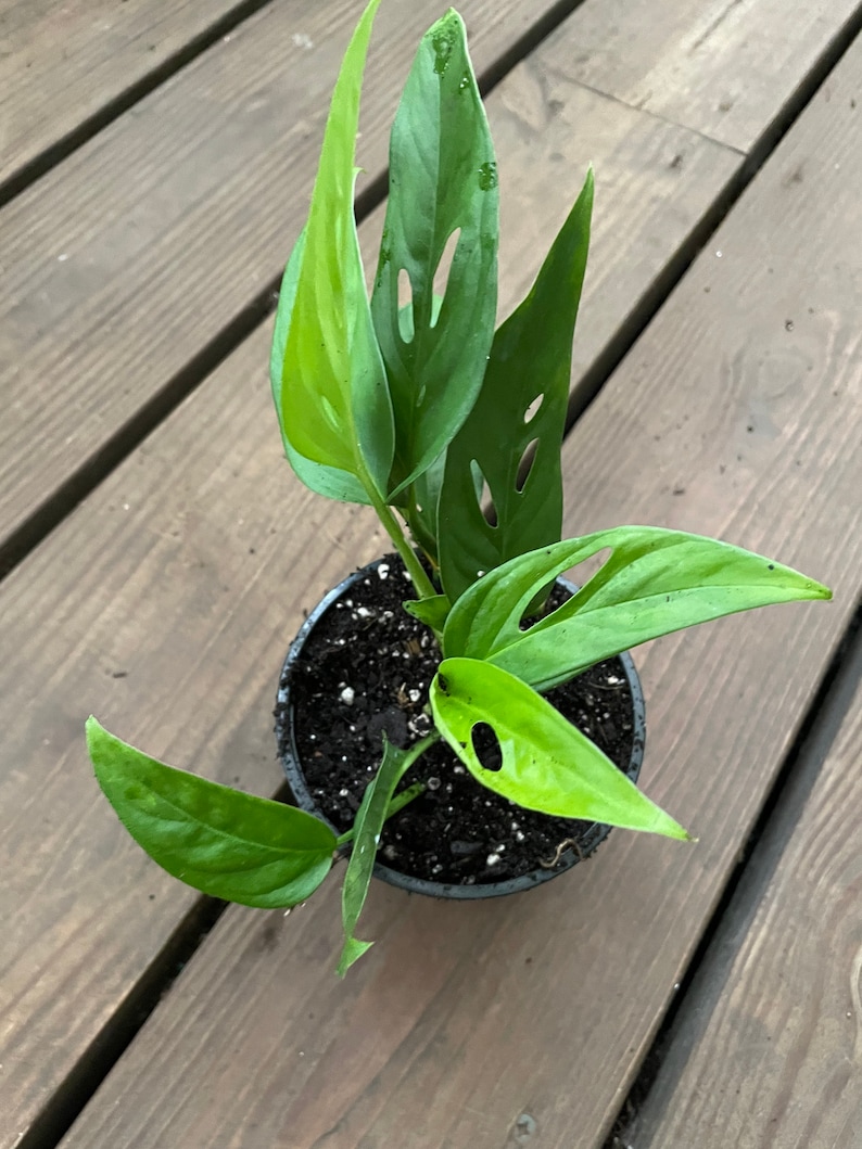 Succulentscactus1 Monstera Adansonii