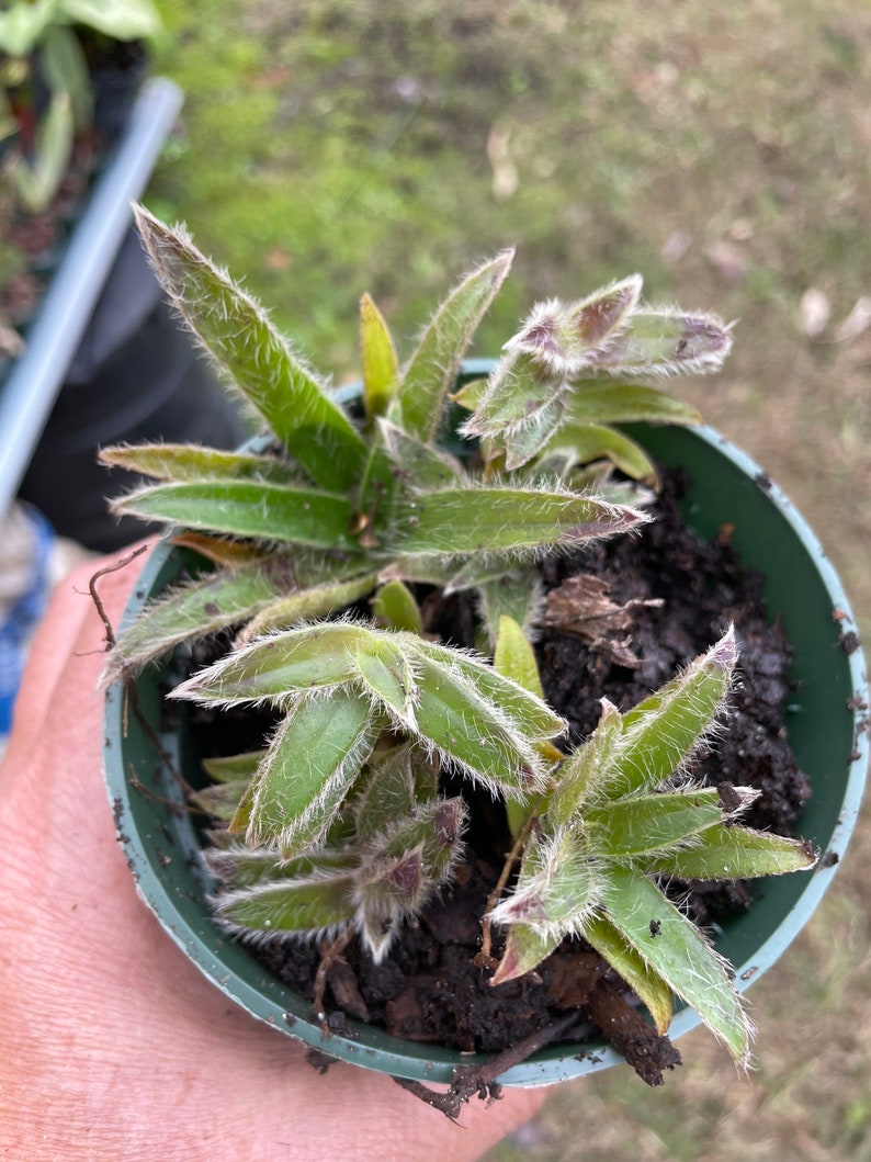 Tradescantia Somalie Aka Kittens Ears Plant 4 Pot Etsy