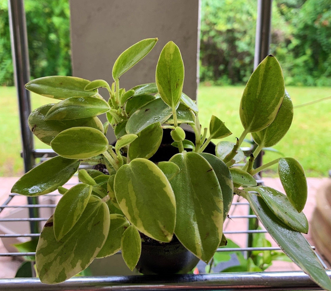 Variegated Peperomia Orba Teardrop Plant Etsy