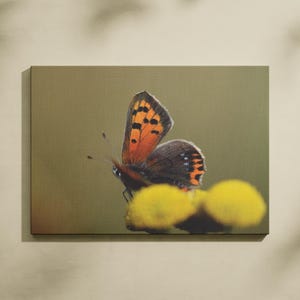 Wydruk lub pocztówka: Mały miedziany motyl (Lycaena phlaeas), A5 lub A6