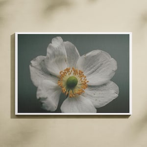 Impressão ou cartão postal: A anêmona-de-neve (anemonoides sylvestris), A5 ou A6, alta qualidade