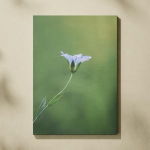 Print oder Postkarte: Leinsaatblüte (Linum usitatissimum), A5 oder A6