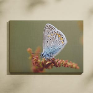 Impression ou carte postale : papillon bleu commun, A3 ou A6
