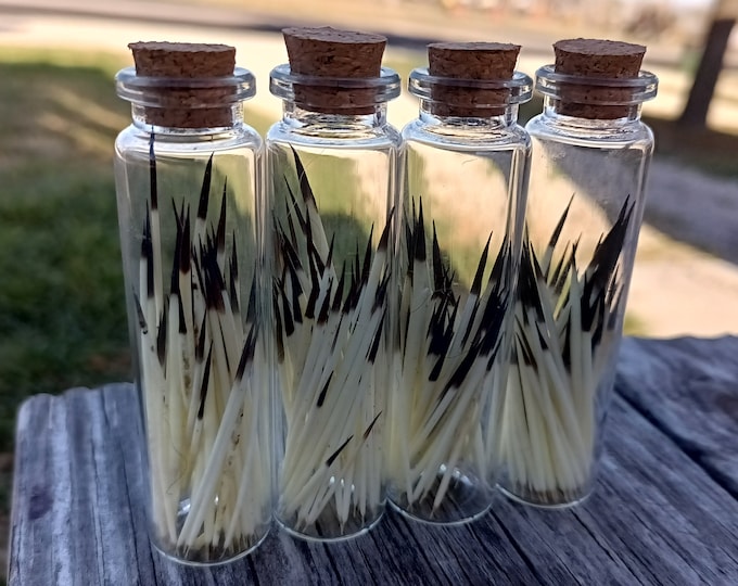 50 North American Porcupine Quill Vials, Porcupine Quills, Oddities