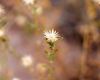 Desert Flower | Digital Image Print | Grand Canyon | Desert | Instant Download | Landscape & Nature Photography | Wall Art Picture