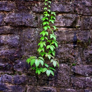 Vine | Brick Wall | Digital Image Print | Instant Download | Landscape & Nature Photography | Wall Art Picture