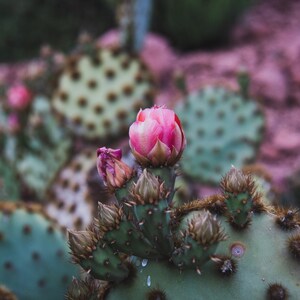 Różowy kwiat kaktusa | Pustynia | Kaktusy | Obraz cyfrowy | Arizona | Natychmiastowe pobranie | Fotografia krajobrazowa i przyrodnicza | Sztuka ścienna