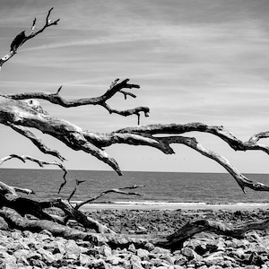Driftwood Beach | Digital Image Print | Black and White | Jekyll Island | Georgia | Download | Landscape & Nature Photography | Wall Art