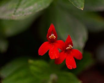 Cattleya Coccinea Red Flower | Digital Image Print | Grand Canyon National Park | Arizona | Download | Nature Photography | Wall Art Picture