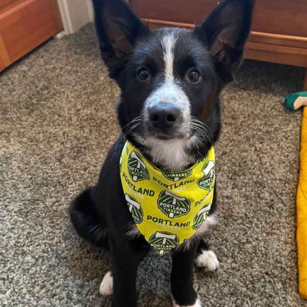 Portland Timbers Dog Bandana, MLS Timbers, Reversible, Timbers Pet, Timbers Gifts, Portland Pets, Timbers Cat and Dog, Made in the PNW