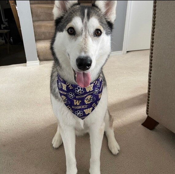 Washington huskies dog clearance collar