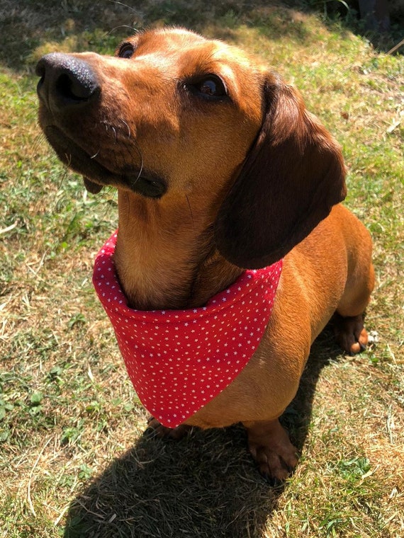 Etsy clearance dog bandana