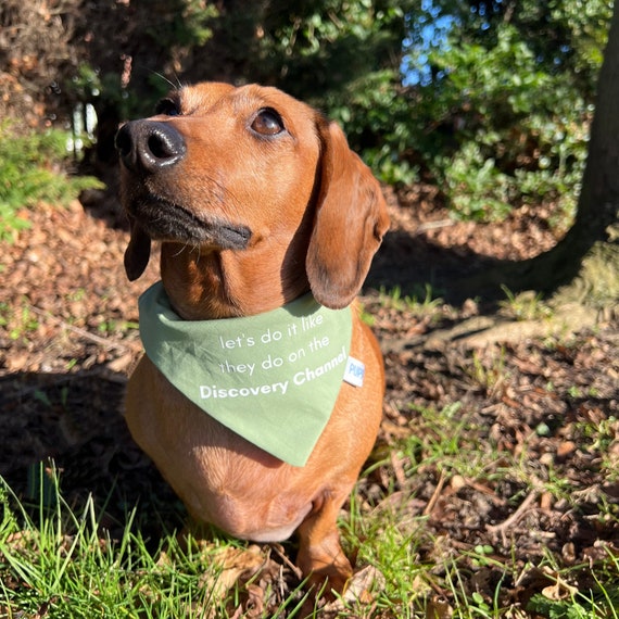 Sprængstoffer Svig bestemt Funny Dog Bandana Green Dog Bandana Dog Accessories UK - Etsy