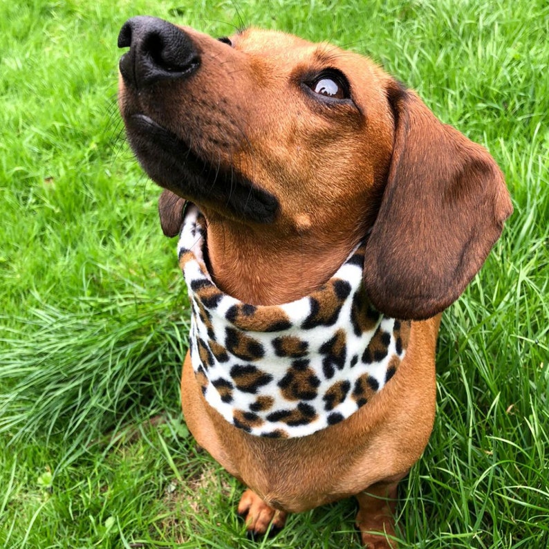 Hund Snood Hund Infinity Schal Hund Schal Fleece Etsy