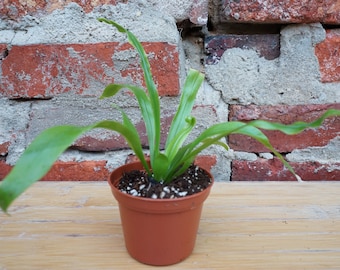 Austral Gem Fern Plant in 6 Inch Pot - Asplenium Bird's Nest - Etsy