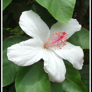 HOWDY BISCUS by Kurt Hothan.  High-quality print, original photography, flower, leaf, petal, plants, Hawaii, Honolulu, white, Made in USA