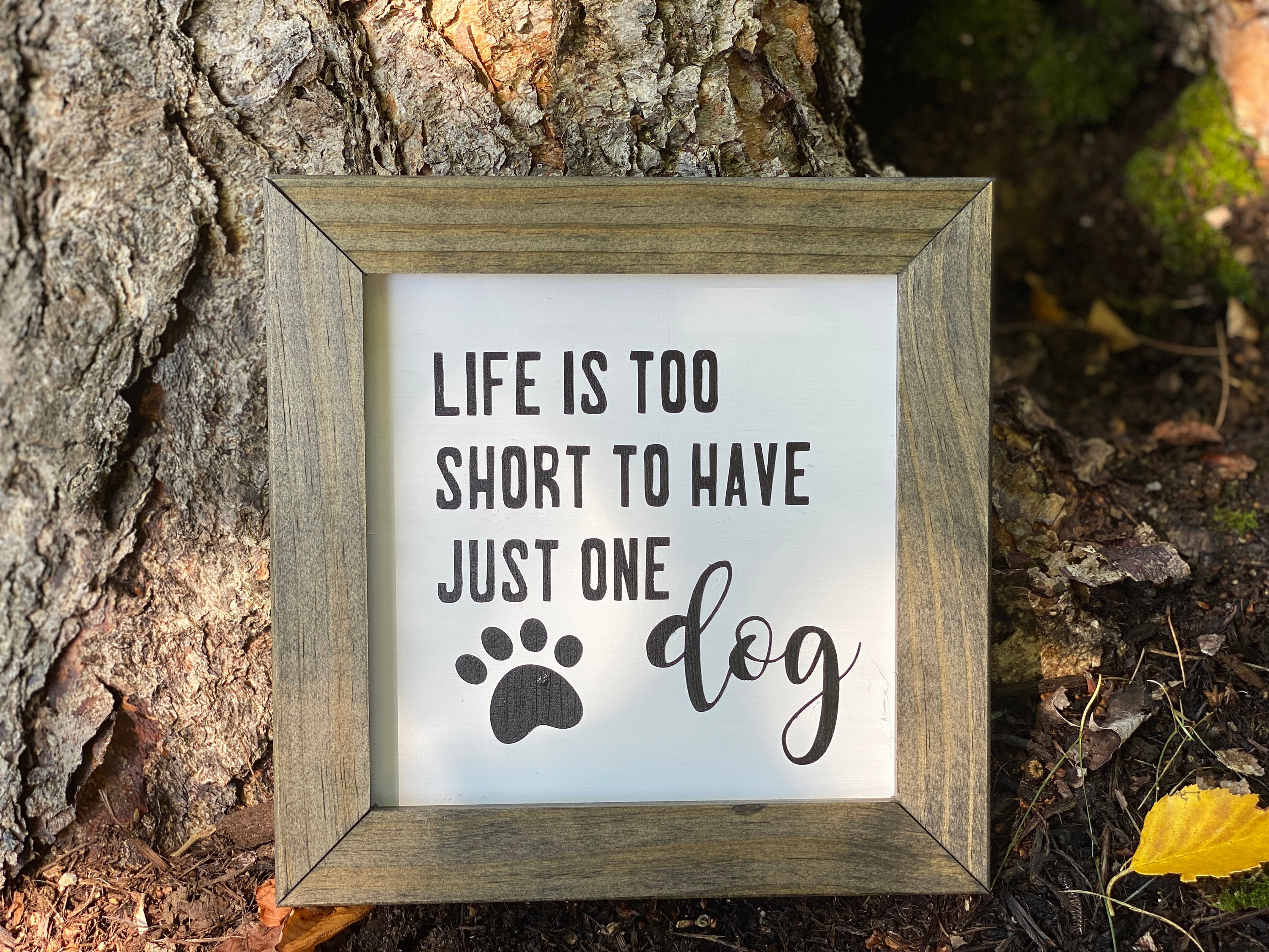 Why Are Dog Lives So Short