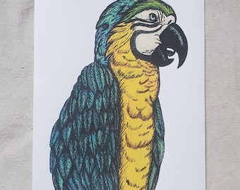 Loro Lámina artística