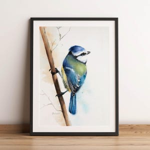 May include: A framed watercolour painting of a blue tit, showcasing the bird's vibrant blue, green, and yellow plumage. The bird is perched on a branch against a light background. The artwork is enclosed in a black frame, enhancing its visual appeal.