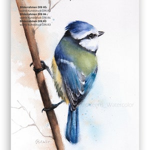 Puede incluir: Pintura acuarela de un carbonero com&uacute;n posado en una rama. El p&aacute;jaro est&aacute; pintado en tonos de azul, verde y amarillo. El fondo es una acuarela azul claro. El texto "Kathleens_Watercolor" est&aacute; en la esquina inferior derecha de la imagen.