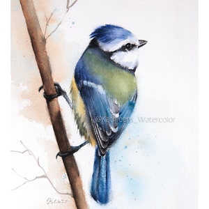 Puede incluir: Pintura acuarela de un carbonero com&uacute;n posado en una rama. El p&aacute;jaro tiene la cabeza azul, el pecho amarillo y la cola azul. El fondo es una suave acuarela de azul y blanco.