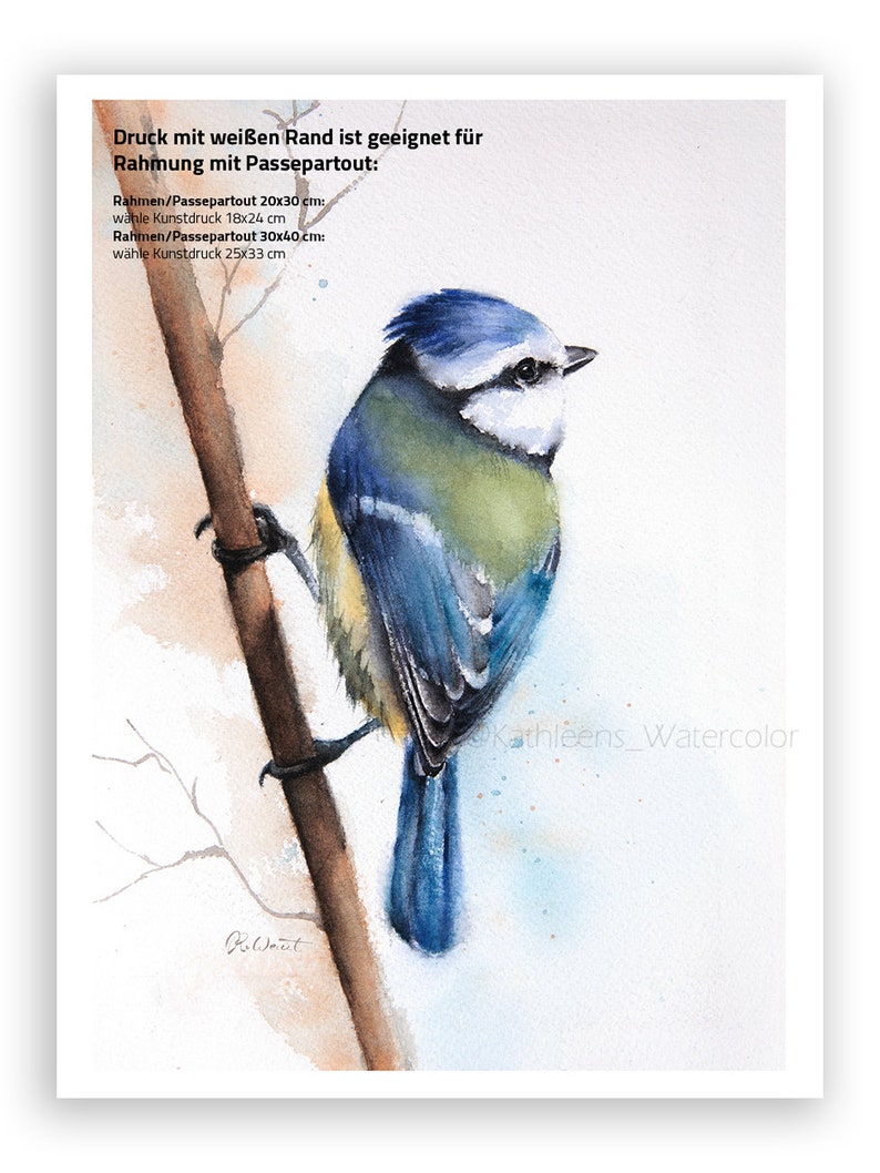 Puede incluir: Pintura acuarela de un carbonero com&uacute;n posado en una rama. El p&aacute;jaro tiene la cabeza, las alas y la cola azules, con el pecho amarillo. El fondo es una acuarela azul claro.