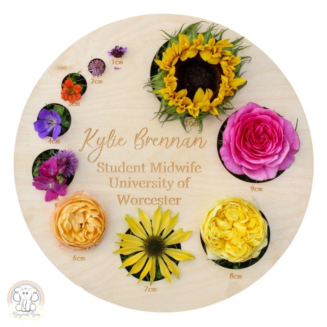 Cervical Dilation Board Midwife Student Midwife Antenatal Educator