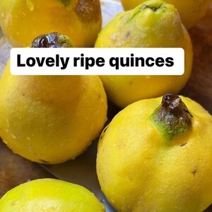 May include: Close-up of five ripe yellow quinces with a brown stem. The quinces are arranged on a light brown surface. The text "Lovely ripe quinces" is written in white letters on a black rectangle.
