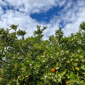 May include: A vibrant image of an orange tree in full bloom, showcasing lush green leaves, white blossoms, and ripe oranges. The tree is set against a backdrop of a bright blue sky dotted with fluffy white clouds, creating a picturesque scene.