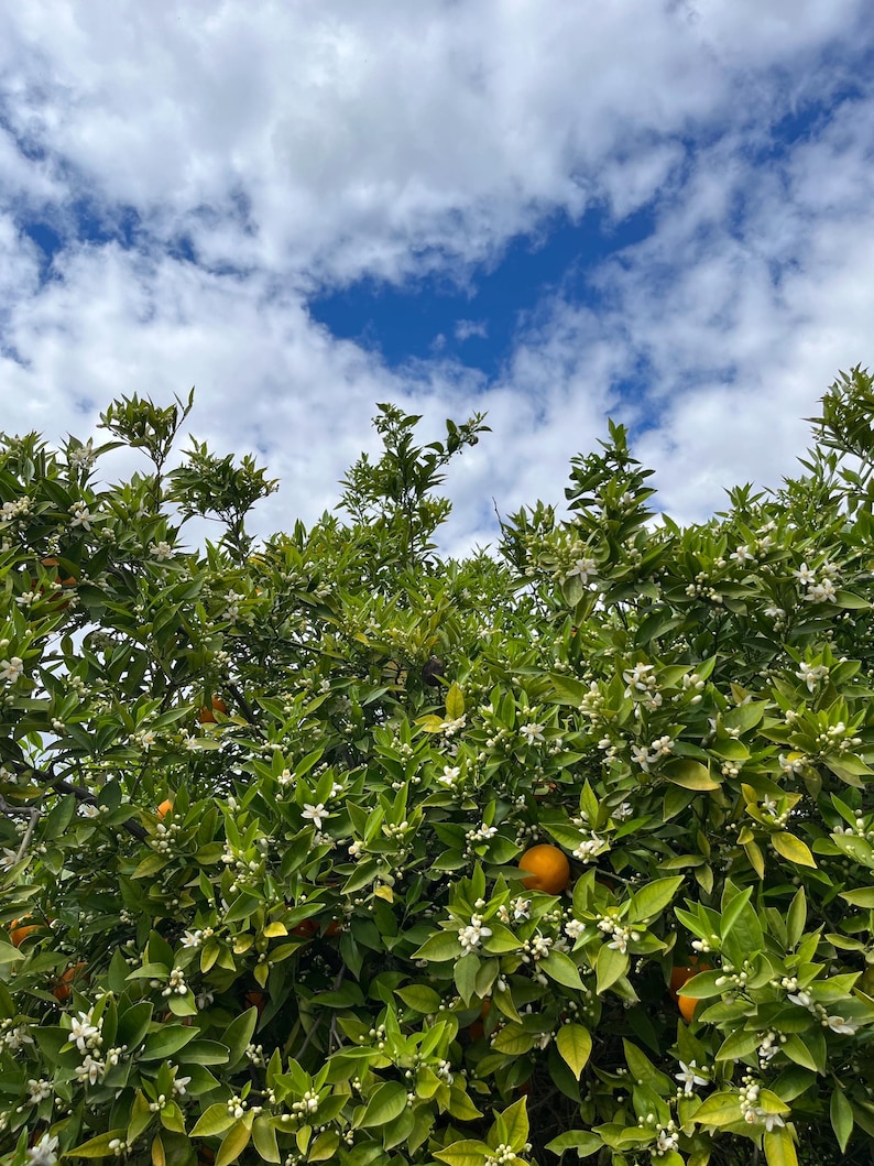 May include: A vibrant image of an orange tree in full bloom, showcasing lush green leaves, white blossoms, and ripe oranges. The tree is set against a backdrop of a bright blue sky dotted with fluffy white clouds, creating a picturesque scene.