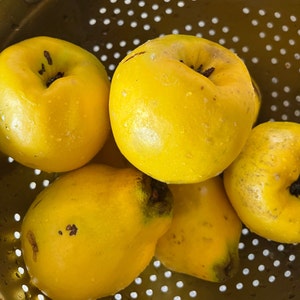 May include: Five yellow quince fruits in a metal colander. The quince are smooth and have a slightly fuzzy texture.