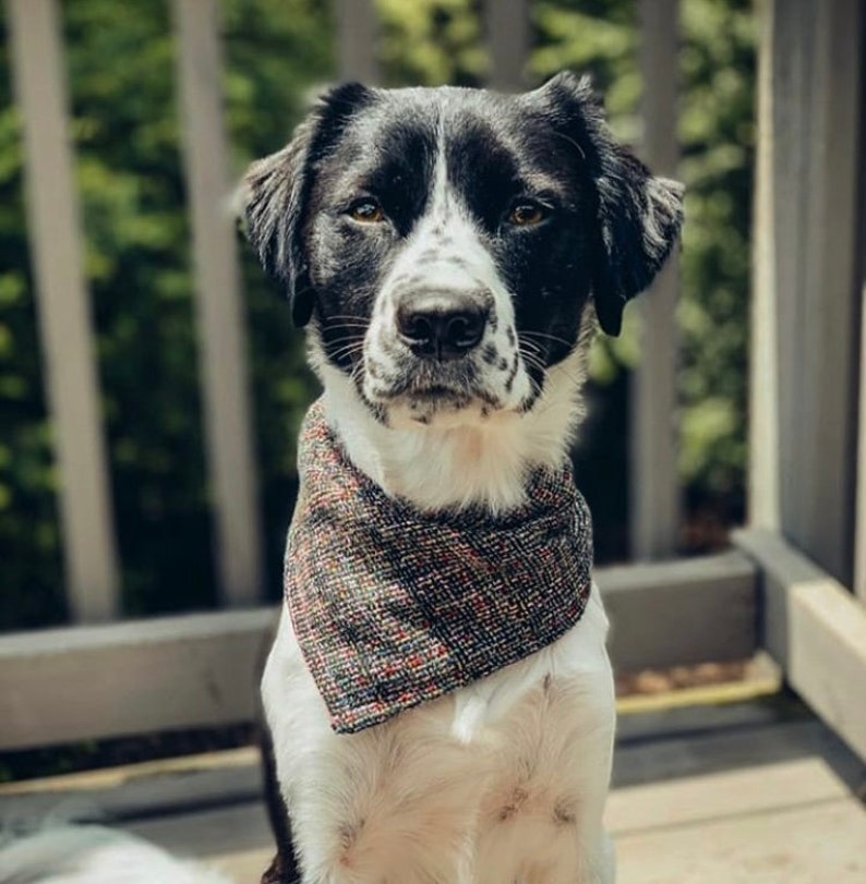 The Dottie May Bandana