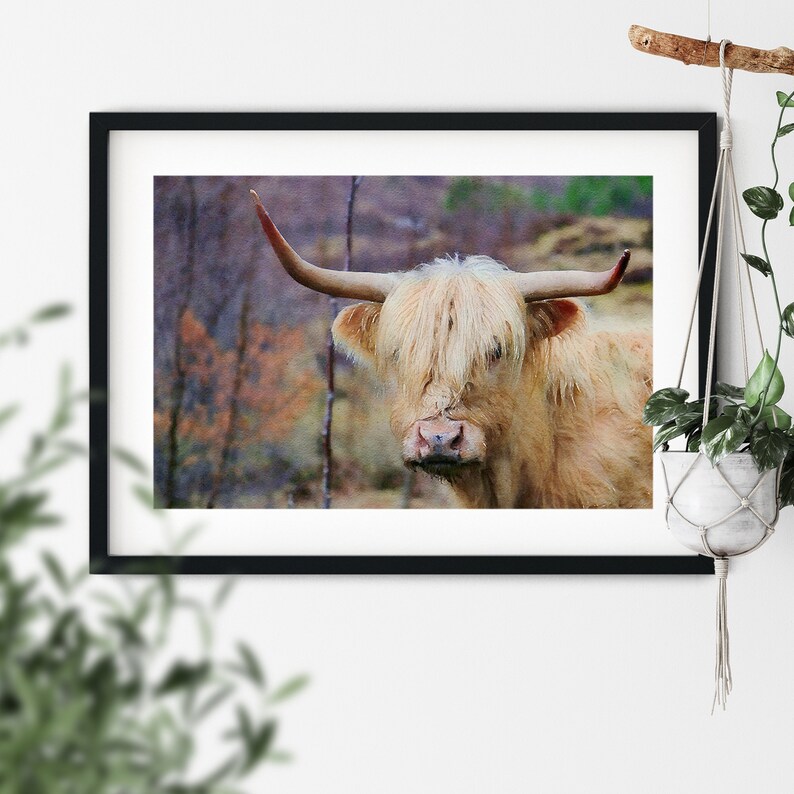 Long haired cow Highland cow print instant download | Etsy