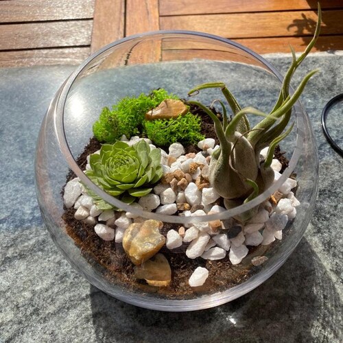 DIY Terrarium Air Plant Kit Hanging Terrarium Glass Terrarium Etsy UK