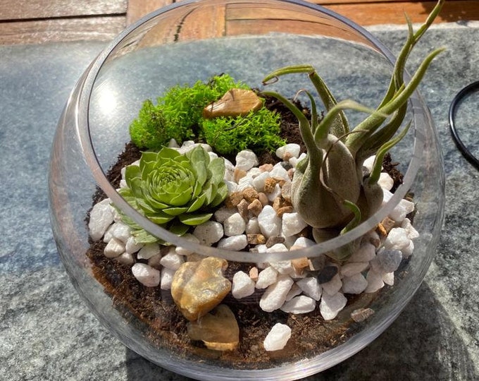 FLOLLIE Terrarium Kit Including 18cm Glass Bowl, Air Plant, Succulent