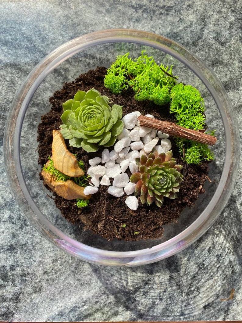 FLOLLIE Terrarium Kit Including 18cm Glass Bowl Air Plant Etsy UK