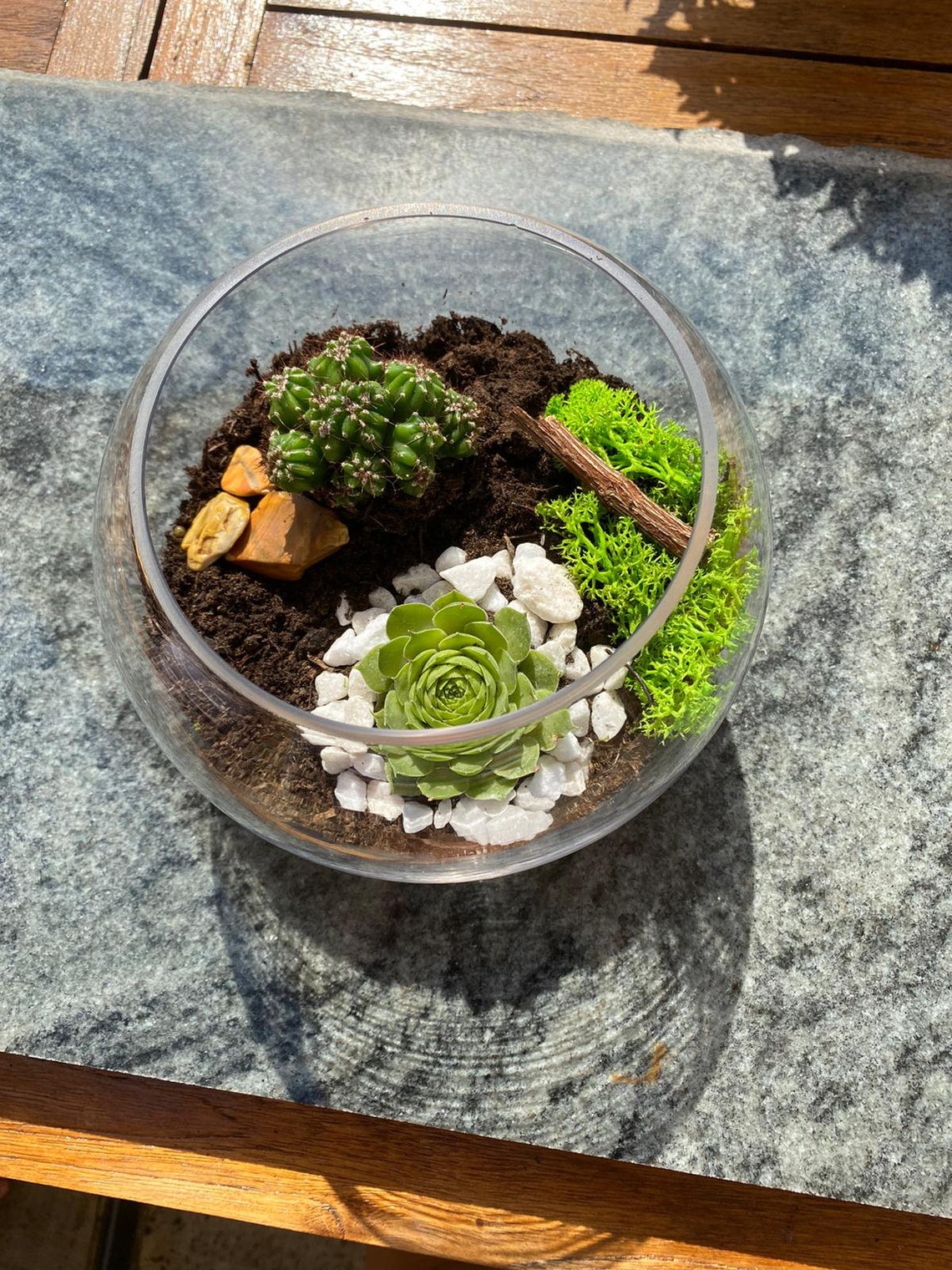 FLOLLIE Terrarium Kit including 18cm Glass Bowl Air Plant Etsy