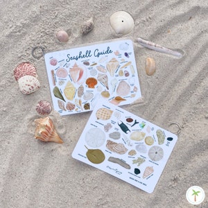 A double sided Seashell Guide perfect for using at the beach to ID your Beach Finds!